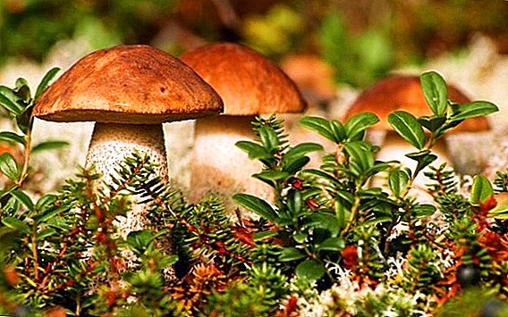 What mushrooms grow in the Rostov region, where you can collect