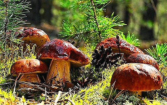 Što gljive rastu u Saratov regiji