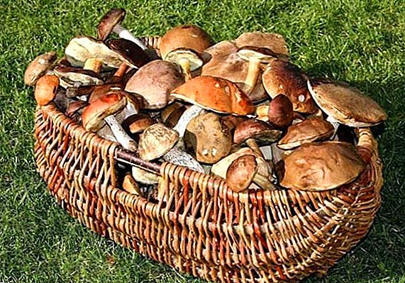 What mushrooms grow in the Voronezh region