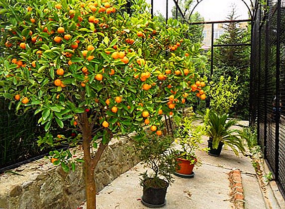 What tangerines can be planted in open ground