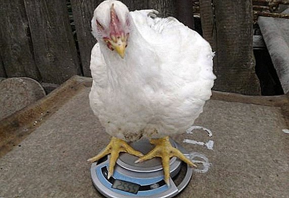 What are the norms of weight of broilers in all periods of life?