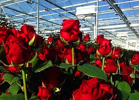 Jaké chyby při pěstování zahradníků na růže dělají co nejvíce
