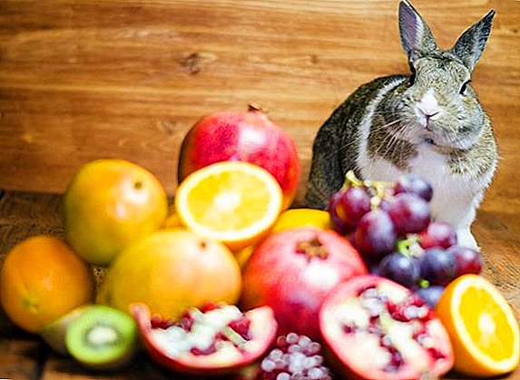 What vegetables and fruits can be given to rabbits