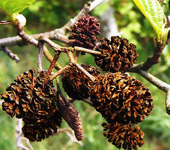 What are the beneficial properties for the human body, is the use of alder blender