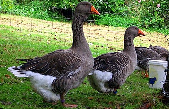 What breeds of geese are the largest