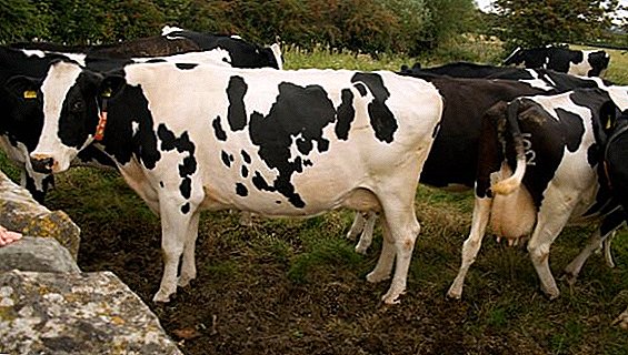 Welche Rassen von Kühen sind in der Region Belgorod beliebt