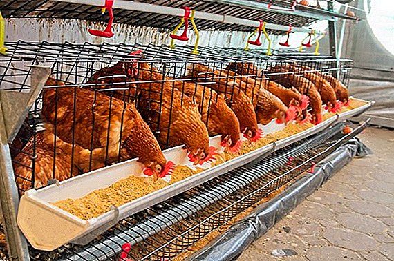 Vilka raser av kycklingar är lämpliga för bur