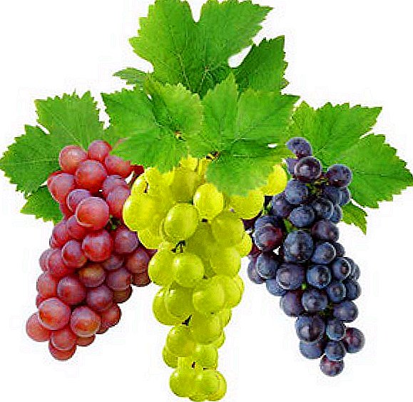 Kokie vaistai naudojami vynuogynuose: fungicidai vynuogėms
