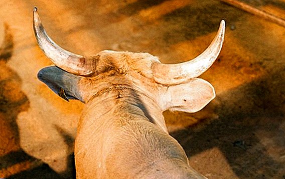 ¿Qué son los cuernos de un toro: anatomía, para qué se usa, crece?
