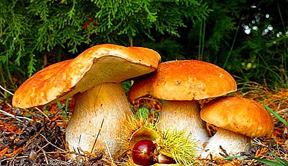 Que cogumelos comestíveis crescem no outono