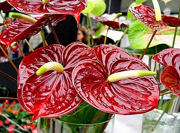 Which varieties of anthurium are popular with gardeners