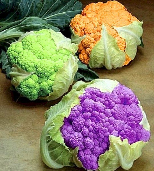 Which cauliflower varieties are the best?