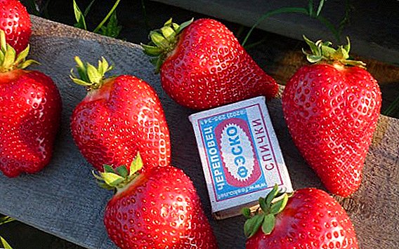 उपनगरों में बढ़ने के लिए स्ट्रॉबेरी की कौन सी किस्में सबसे उपयुक्त हैं