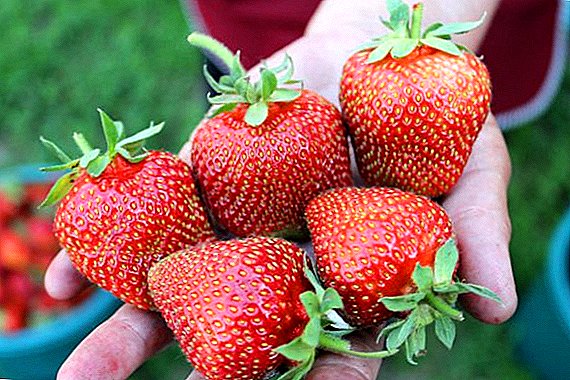 Hvilke jordbær varianter passer for Sibiria