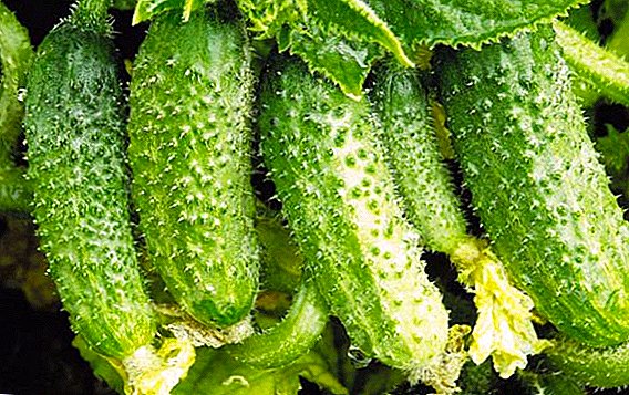 What varieties of cucumbers is better to plant in open ground?