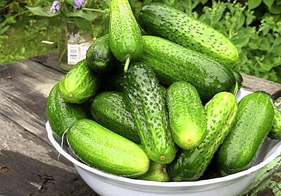 What varieties of cucumbers are suitable for growing in the north-west of the country