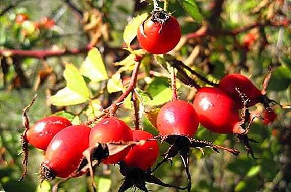 What varieties of hips suitable for Moscow region