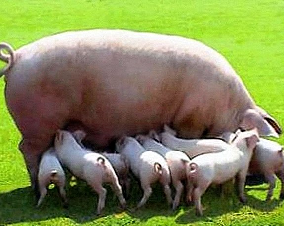 Qué cerdos son la carne: familiarícese con las razas más productivas.