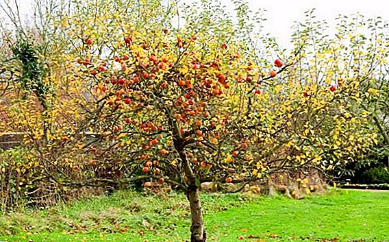ما الأسمدة لجعل في الخريف تحت أشجار الفاكهة