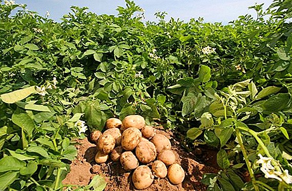 Apa yang perlu dipilih siderata untuk kentang