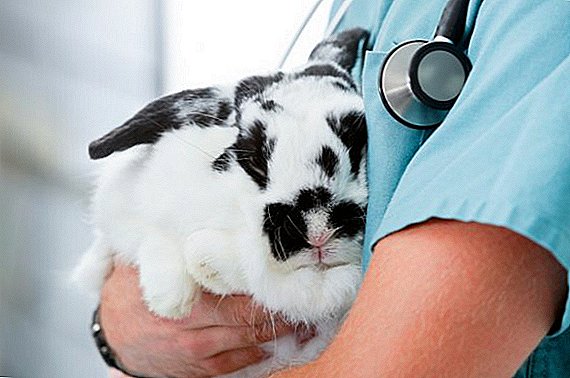 What types of diseases are in ornamental rabbits