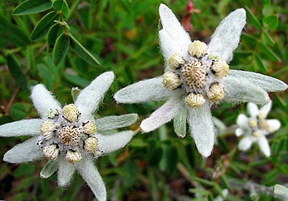What types of edelweiss suitable for flower growers