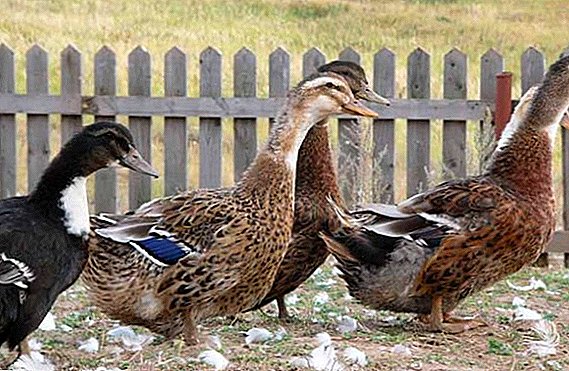 What types of ducks are
