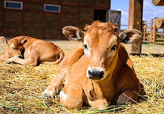 What vitamins do calves need for rapid growth?