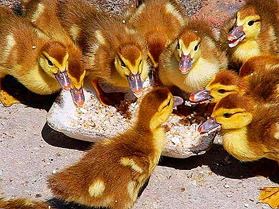 What vitamins should be given to ducklings, their use