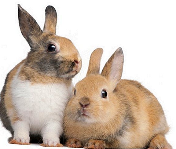 Wat voor soort konijnen is het beter om over te steken en hoe het te doen