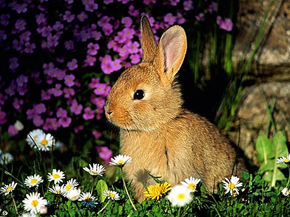 Quels sont les excréments chez un lapin? Causes de manger des selles