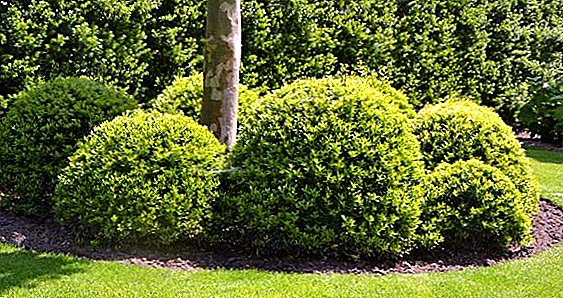 What useful properties does boxwood have?