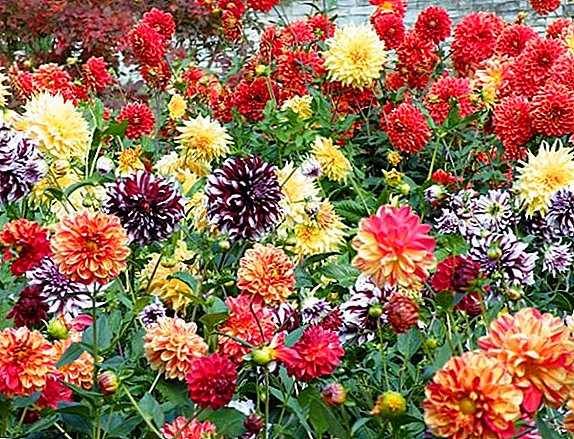 What are dahlias: classification with examples of popular varieties
