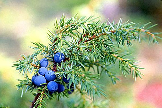 What are the healing properties of juniper?