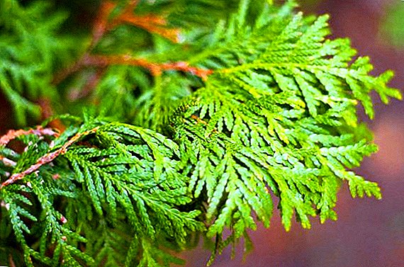 What are the healing properties of thuja, how does the plant affect the human body?