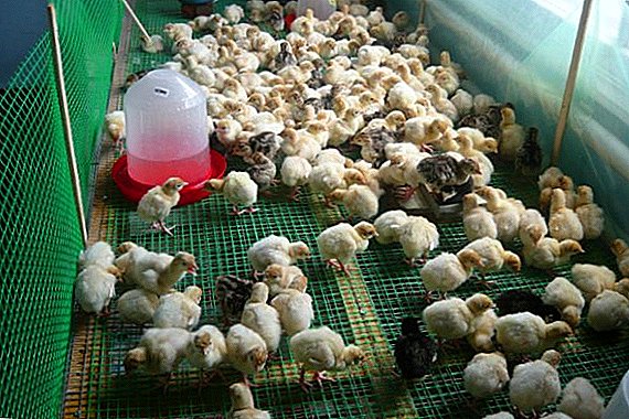 What should be the temperature regime for turkey poults