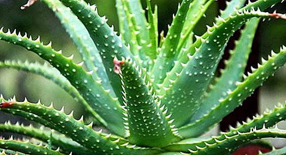 Welcher Boden für Aloe kann zu Hause verwendet werden?