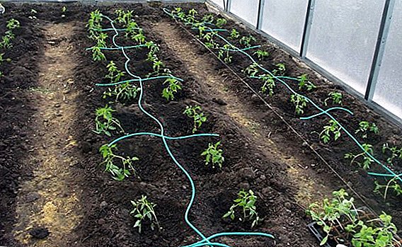 Which drip irrigation is better for the greenhouse: an overview of different systems