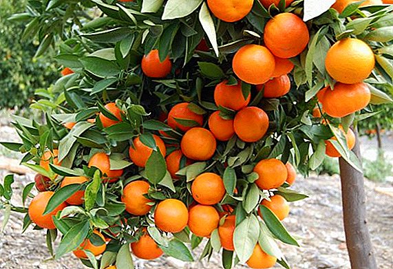 Wie man Mandarine zu Hause züchtet