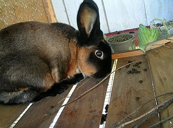 Which floor is best for rabbits in a cage