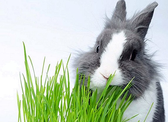 What grass to feed rabbits?