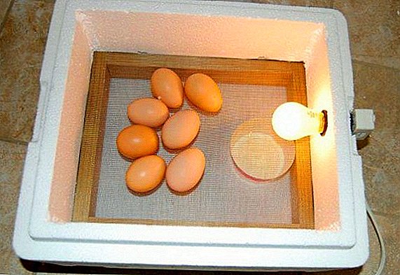 Bagaimana untuk memilih inkubator untuk telur: ciri-ciri yang terbaik