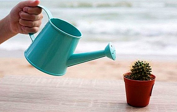 Cactus - hoe je thuis goed kunt water geven