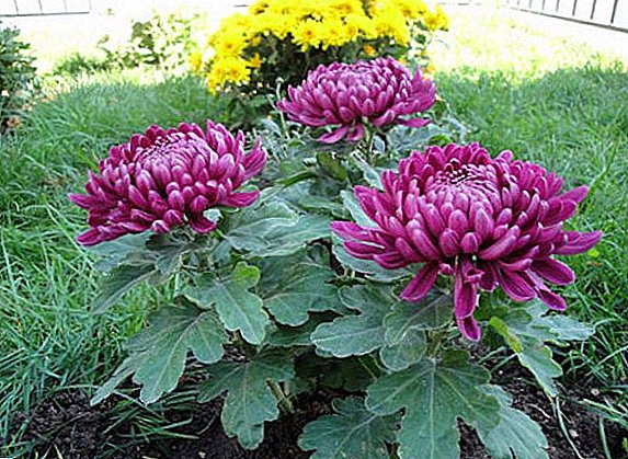 What kind of chrysanthemum to plant in the garden, popular varieties of flowers for open ground