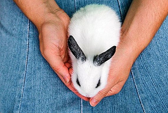 Hva kallenavn å tenke på dekorative kaniner