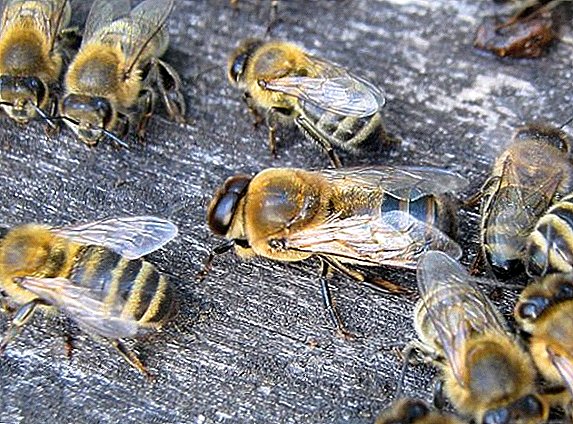 ¿Qué papel juegan los drones en la colonia de abejas?