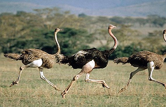 What speed does an ostrich develop when running