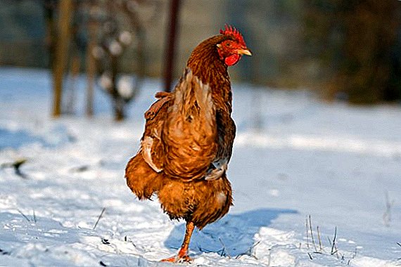 Vilken temperatur tolererar kycklingar på vintern