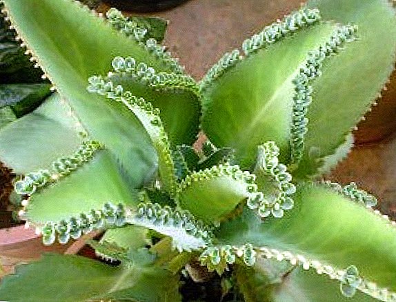 Kalanchoe pinnate: kako skrbeti za sobno rastlino