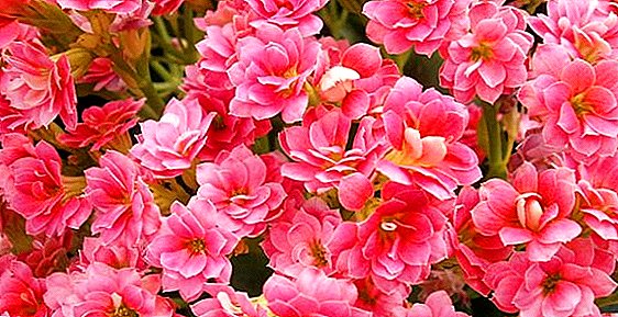 Kalanchoe: growing and care at home